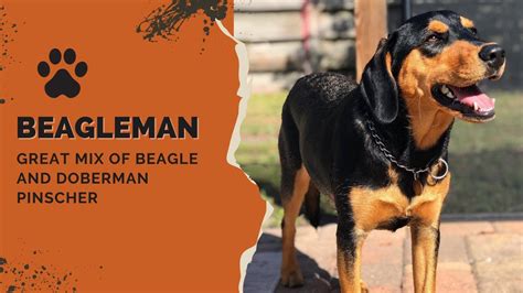 Beagleman - Great Mix of Beagle and Doberman Pinscher - YouTube