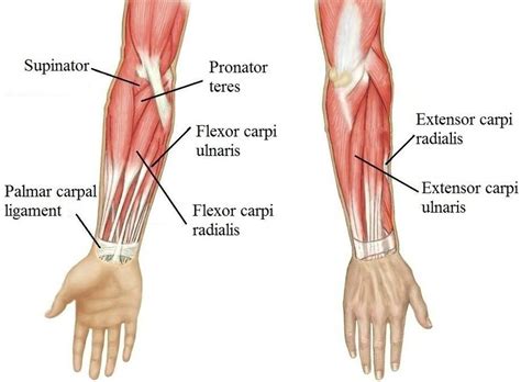 Wrist Tendon Anatomy