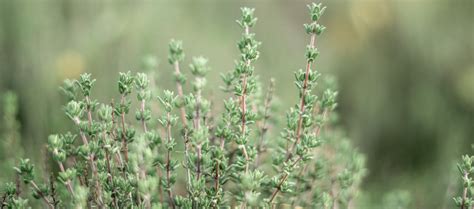 Growing Thyme From Cuttings | Tips for Propagating Thyme Plants