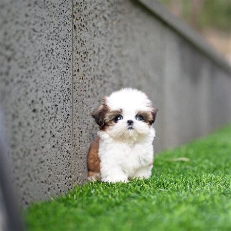 Teacup Shih Tzu - MICROTEACUPS