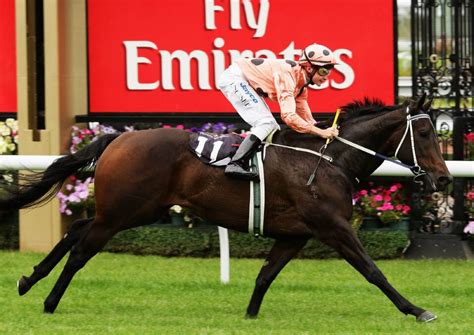 GALLERY, VIDEO: Champion Black Caviar retires | The Border Mail | Wodonga, VIC