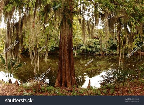 Swamp. At Magnolia Plantation. Stock Photo 82139062 : Shutterstock