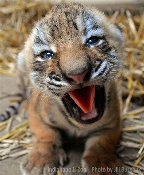 Name Game for Amur Tiger Cub - ZooBorns