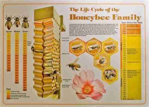 The life cycle of the Honey Bee – Leahy Beekeeping