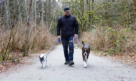 Man Walking Dogs on the Hiking Trail Stock Photo - Image of suburbs, canada: 212458484