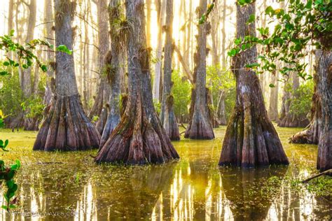 Where Have All the Big Cypress Gone? - The Alliance for Florida's National Parks