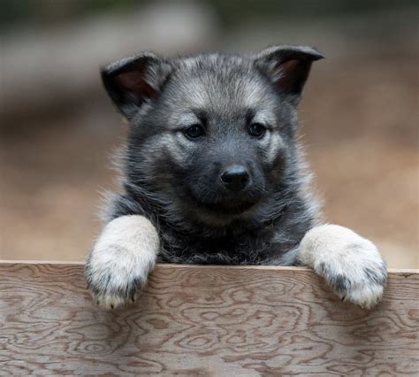 Norwegian Elkhound: History, Temperament, Care, Training, Feeding & Pictures