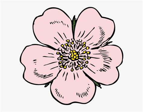 Wild Rose Clip Art - Apple Blossom Flower Drawing Transparent PNG ...