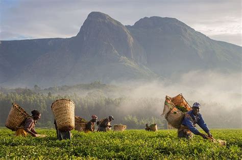 Mulanje Mountain Forest Reserve | Cool places to visit, Places to visit ...