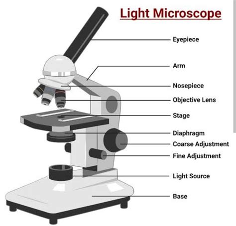 Light microscope diagram - Brainly.in