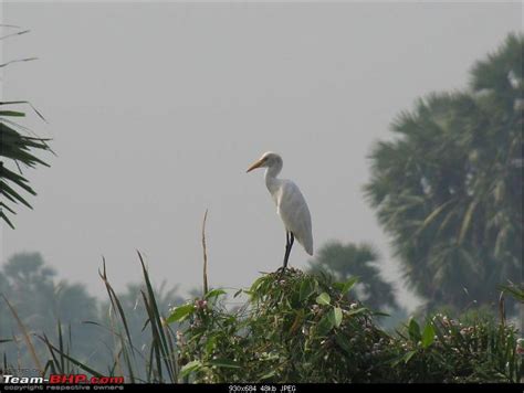 Kolleru lake bird sanctuary - The super sultry avian paradise - Team-BHP