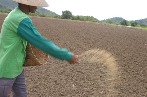 Direct Rice Seeding | A farmer performing direct seeding. Pa… | Flickr