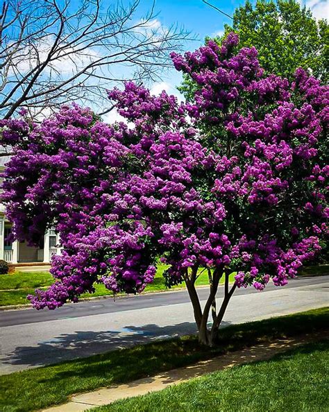 Purely Purple Black Diamond Crape Myrtles For Sale | The Tree Center