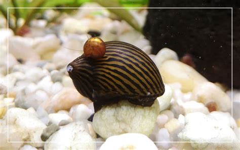 Nerite Snail - Species Profile & Facts