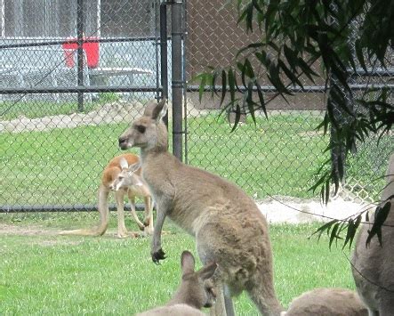 Visiting Potawatomi Zoo -Action Economics