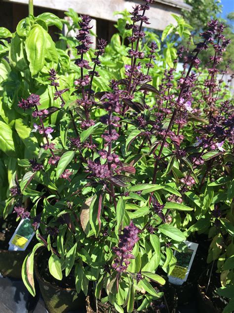 HERB-BASIL THAI 'OCIMUM BASILICUM' – Horlings Plants