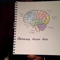 How to Draw a Brain: 14 Steps (with Pictures) - wikiHow