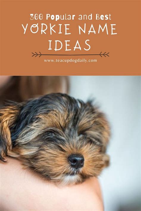 25 Best Yorkie Puppies Names - Animal Worlds