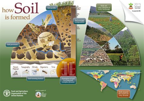 Soil infographics | Global Soil Partnership | Food and Agriculture Organization of the United ...