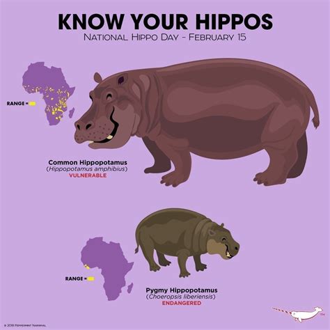 Hipopotámidos (Hippopotamidae) | Zoo animals, Animals wild, Fun facts about animals