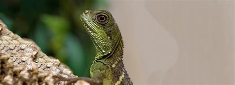 Top 10 Coolest Pet Lizards Some Lizard Species Are Really Cool But Require A Bit More Care Or ...