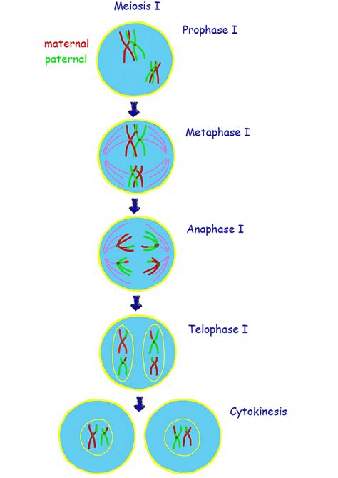 meiosis 1 Diagram | Quizlet