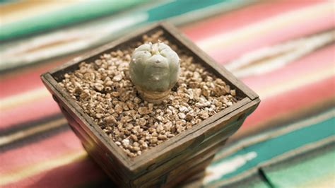 Peyote: What It Is, Effects, Uses & More