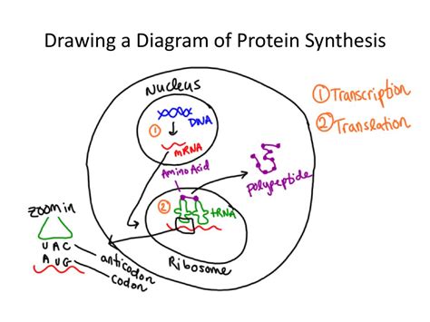 Protein Synthesis: Making Those Proteins! - ppt download