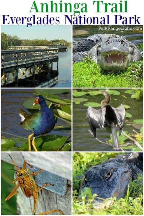 Anhinga Trail - Everglades National Park | Park Ranger John