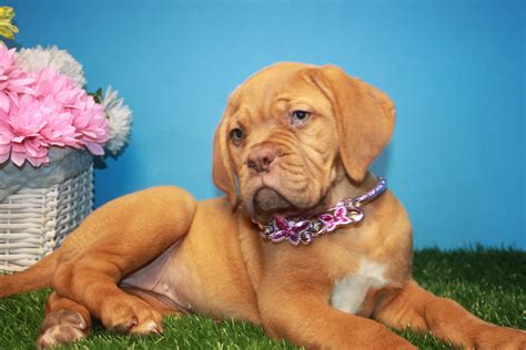 Dogue de Bordeaux Puppies For Sale - Long Island Puppies