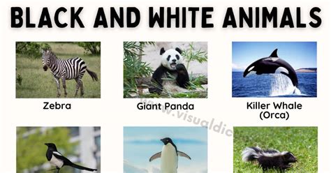 List of Black and White Animals: 18 Amazing Animals You Need to See Now ...