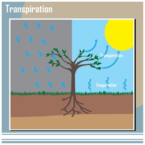 Transpiration In The Water Cycle