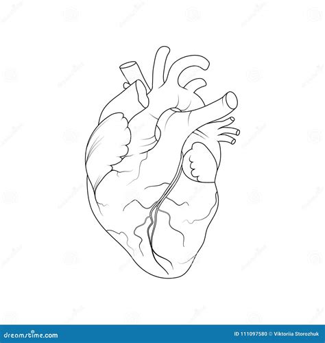 Arriba 76+ corazon humano dibujo para colorear mejor - camera.edu.vn