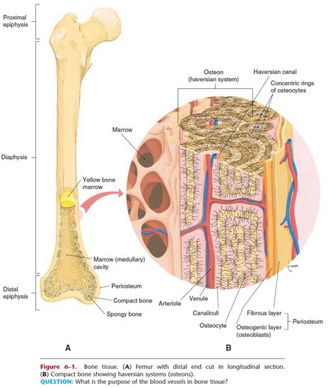 Types of Bone Tissue