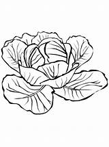 Cabbage Coloring Pages sketch template