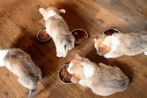 How To Feed A Corgi? How Much Food To Feed A Corgi Puppy? - Corgi Care