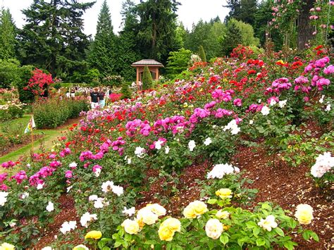 Portland rose garden’s history lies in WWI | The Columbian