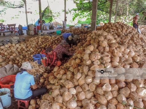 Vietnam coconut Kingdom – A Must-See in Ben Tre | Vemekong