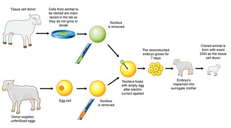 CLONING - BIOLOGY