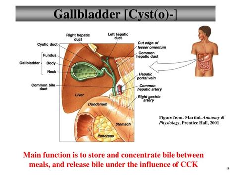 PPT - Chapter 23 Digestive System Lecture 11 PowerPoint Presentation - ID:6417192