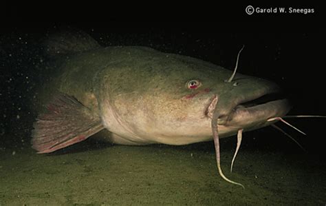 Flathead Catfish (Pylodictis olivaris) - Species Profile