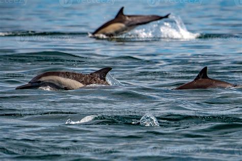 common dolphin pod jumping outside the ocean 12222023 Stock Photo at ...