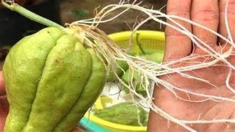 TIPS PARA GERMINAR UN CHAYOTE - YouTube