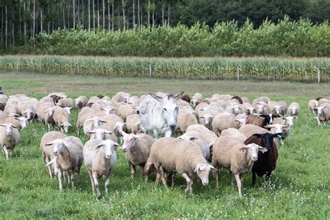 Dairy Sheep Resources – Spooner Research Station