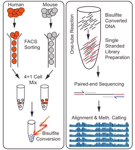 Single cell epigenomics