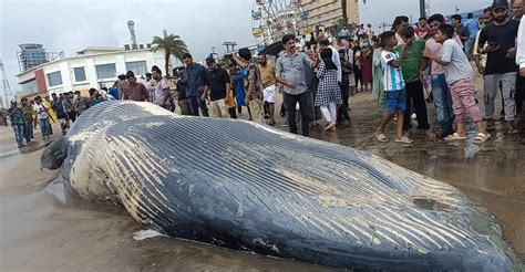 How Kozhikode solved a 'blue whale' of a problem that washed ashore