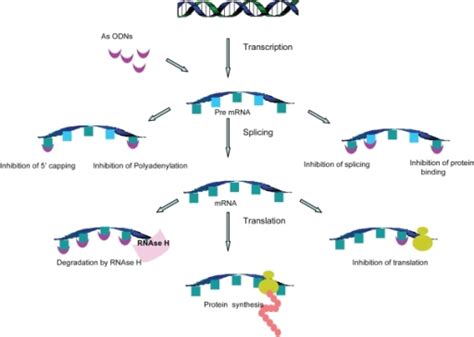 f2-grsb-2008-275:Advances in Antisense Oligonucleotide Development for ...