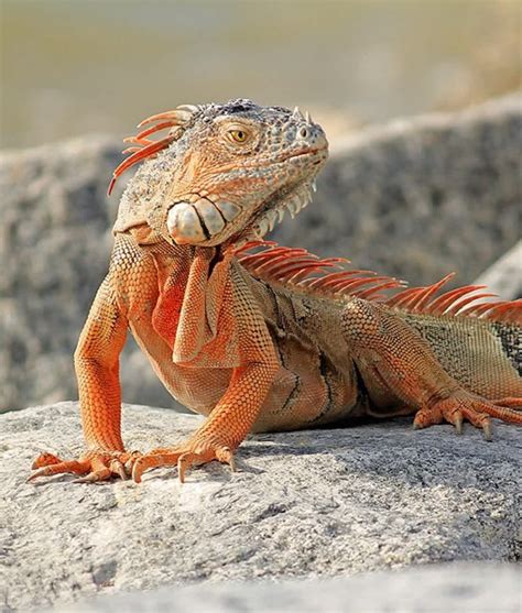 12 Animals That Bring Good Luck | Animals, Luck, Lizard