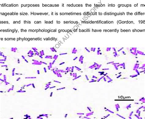 1. Gram positive bacilli bacteria (www.en.wikipeda.org/wiki/Bacillus ...