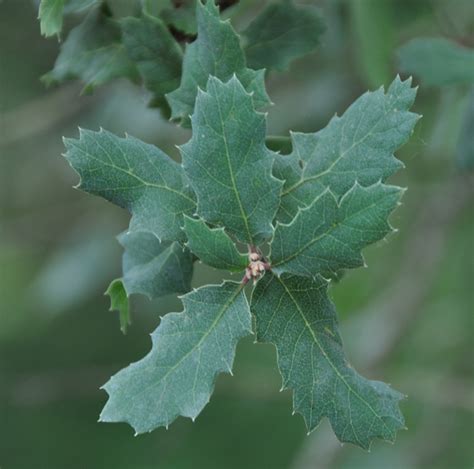 Oak Tree Species ID & Ecology - UC Oaks